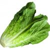 Salad Leaves (Salad Patta) /bundle